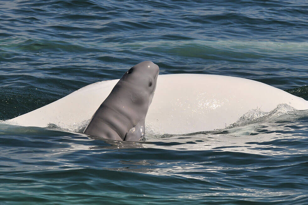 Легенда о белом ките. Белуга с собакой. Пляж с белугами. Sea Lion Dolphin Beluga. Беби хацкер Белуга.