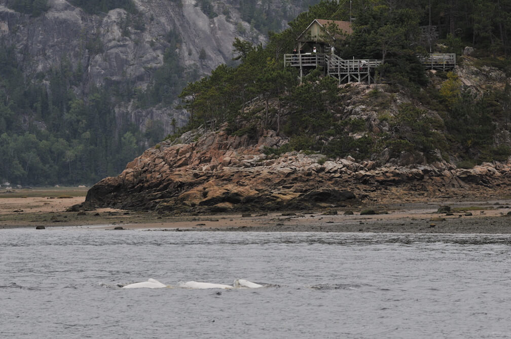 Belugas swimming in front of the Baie Sainte-Marguerite observation point