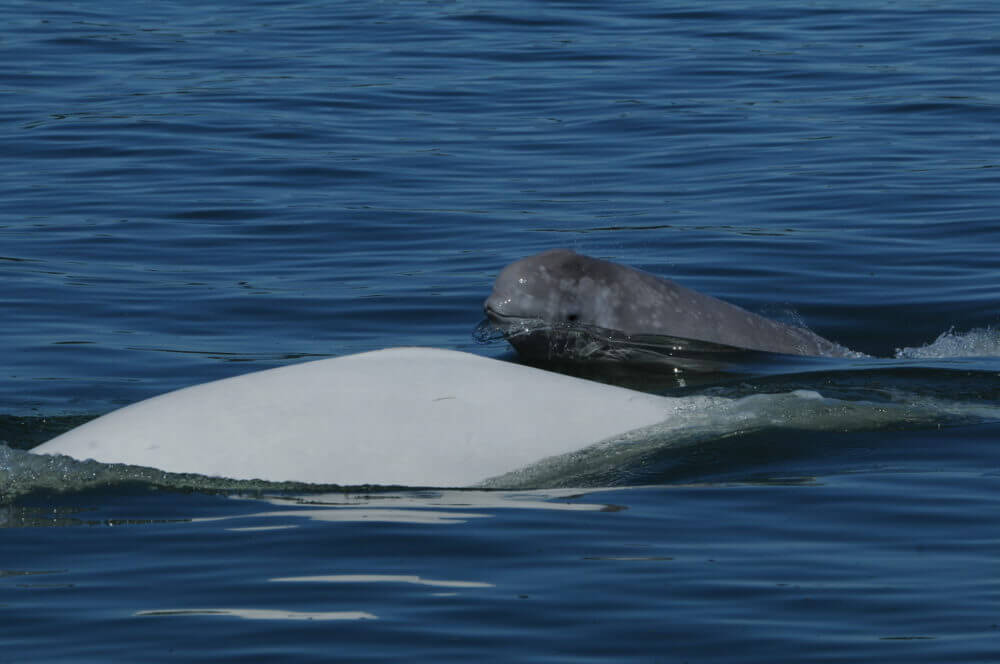 A calf and a female beluga whale.