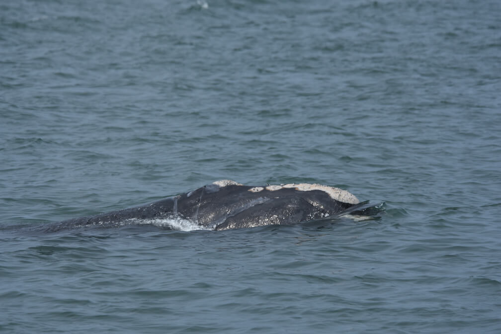 baleine noire