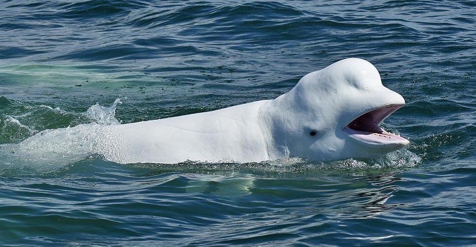 Beluga with an open mouth at the surface