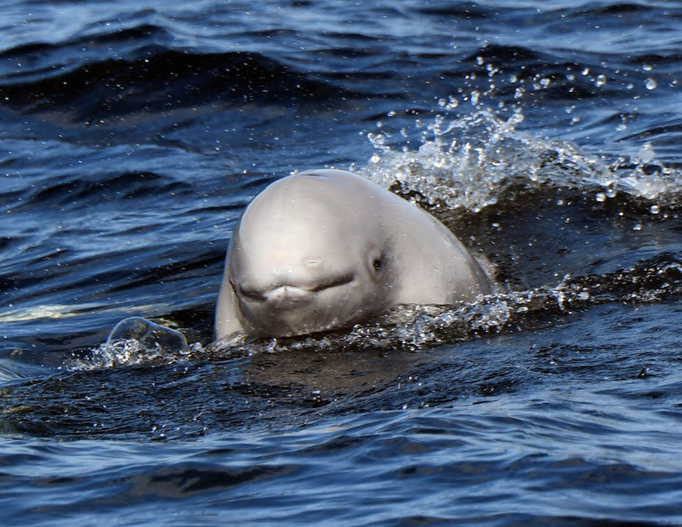 un beluga sortant sa tête de l'eau.