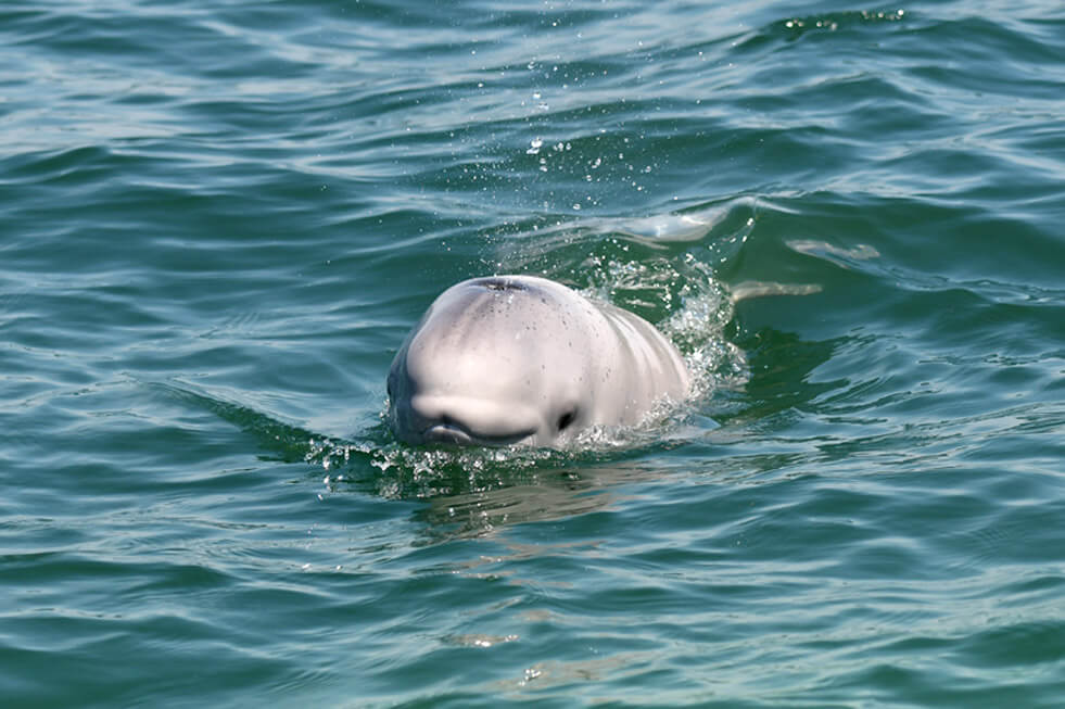 Young beluga breathing at the surface