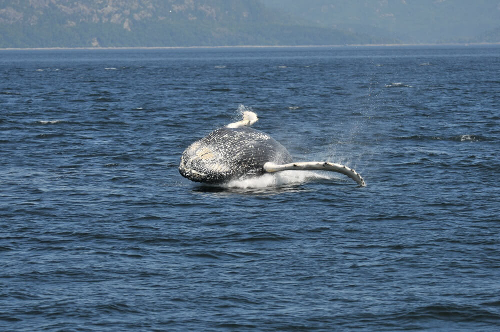 A humpback breaching