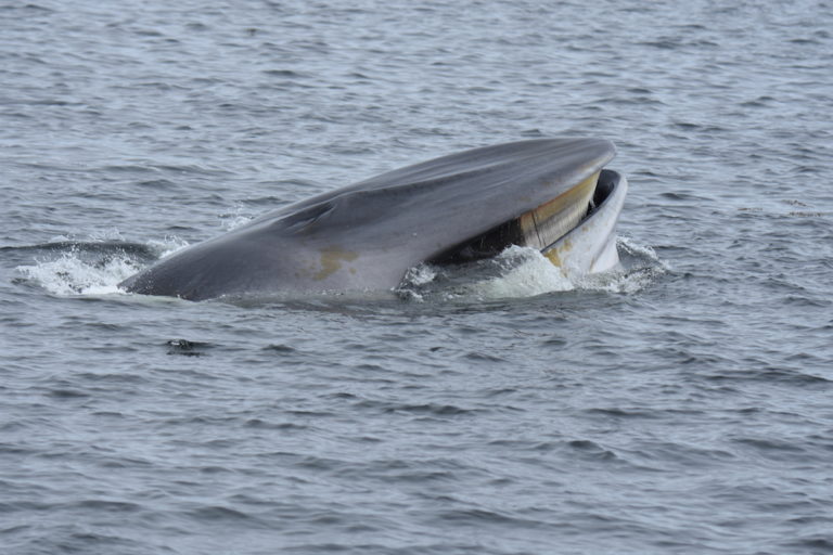 do-whales-drink-salt-water-baleines-en-direct