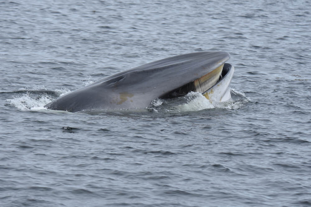 Baleen plates of rorquals, such as this fin whale, are shorter as compared to right whales and bowhead whales. Prey is filtered by expelling water out of the mouth using the baleen. 