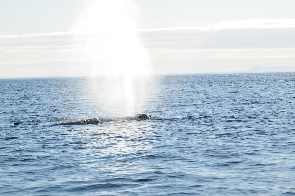 The spout of a humpback