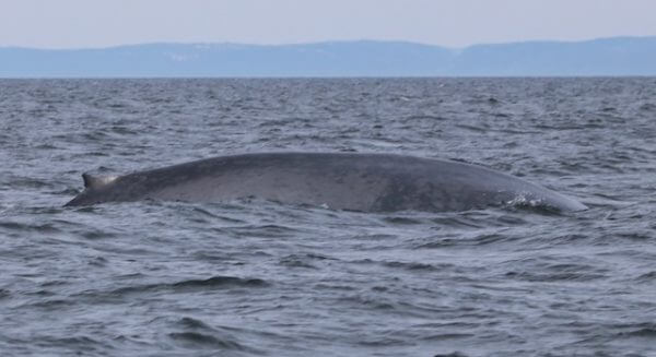 A blue whale moving 