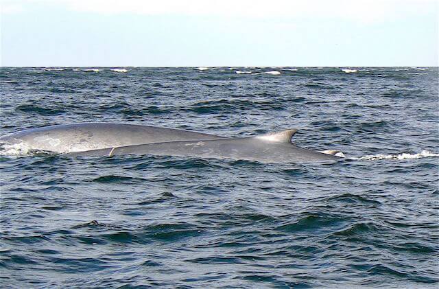 A blue whale and with calf