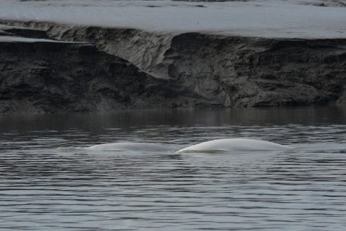 Belugas swimming