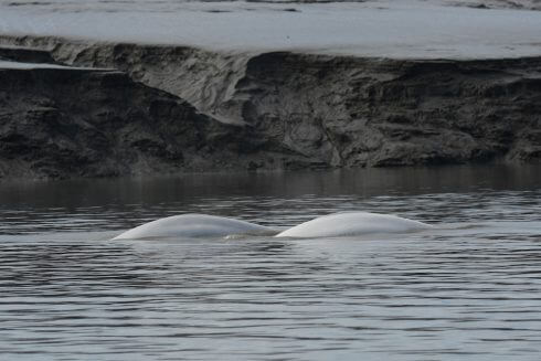 Belugas