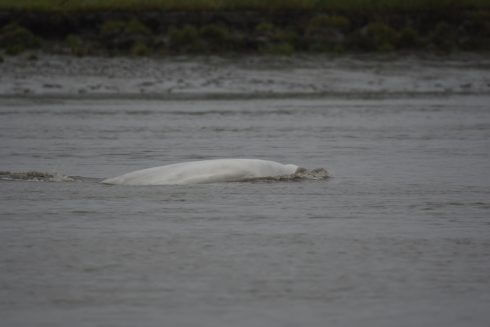 Belugas