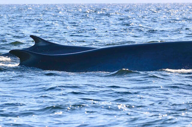 A fin whale with a calf