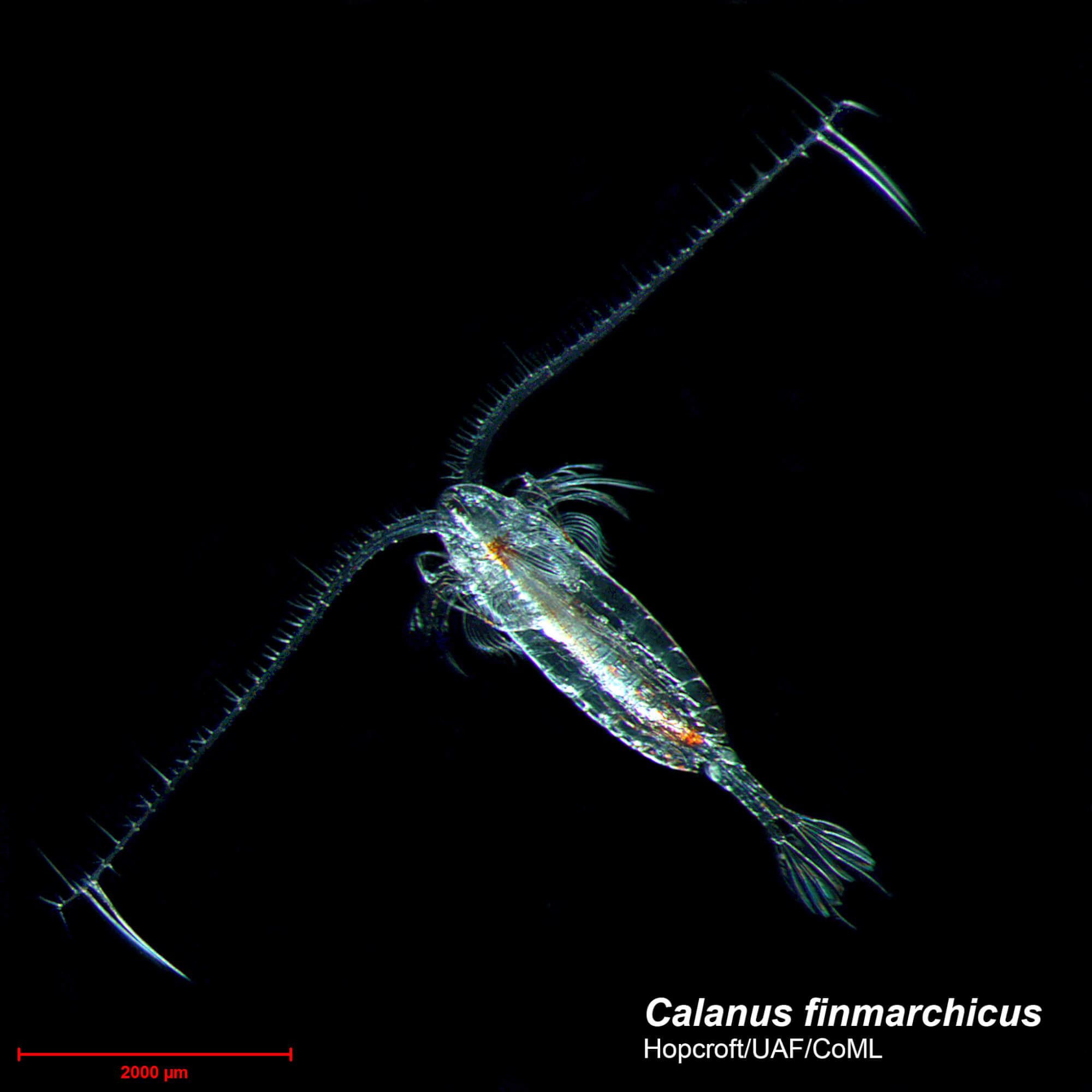 Le Calanus finmarchicus est un copépode consommé par les baleines noires de l’Atlantique Nord. 