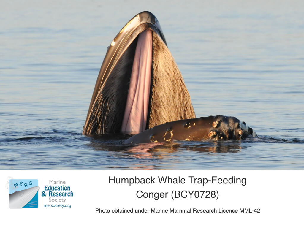 Prints Digital Prints humpback whale dives whale feeding before ...