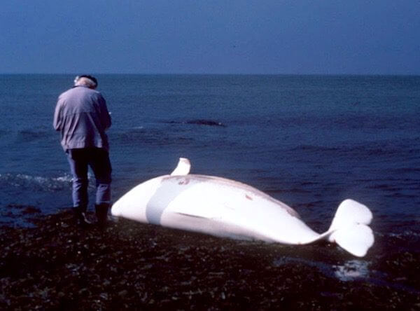 Veterinarian Daniel Martineau tends to a beluga carcass