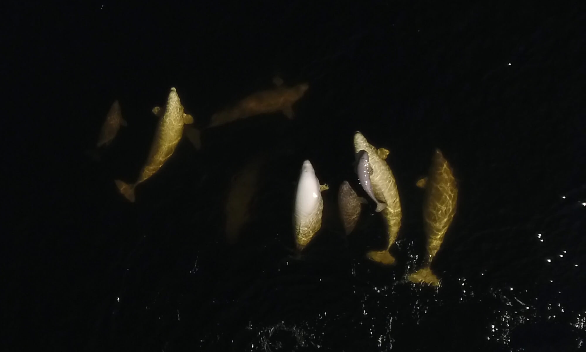 Young beluga on top of a female in a group of females and young. Picture taken by drone 
