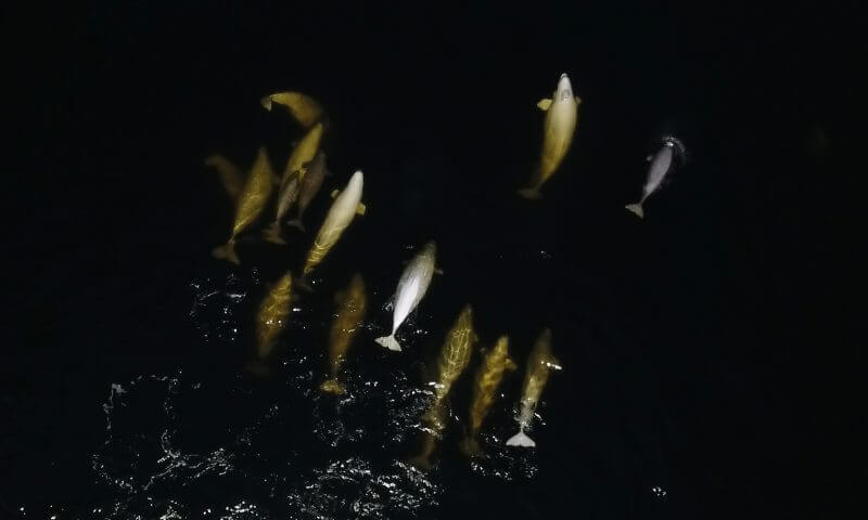 A group of belugas, captured by drone
