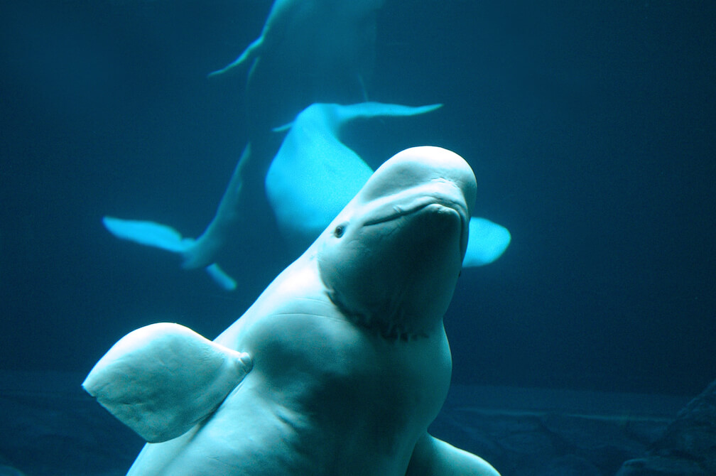 Beluga 