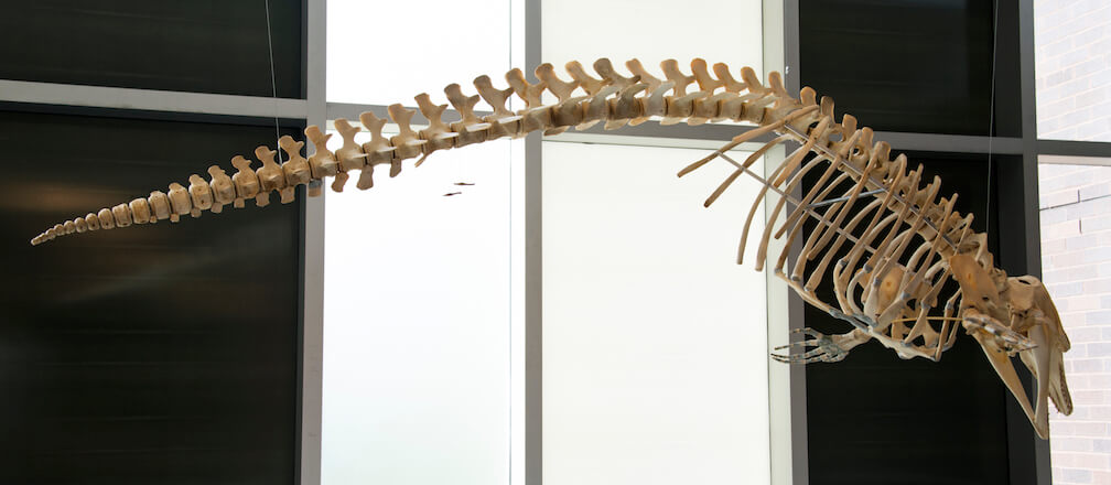 Squelette de béluga au Collège Lionel-Groulx © Marjorie Berthelet