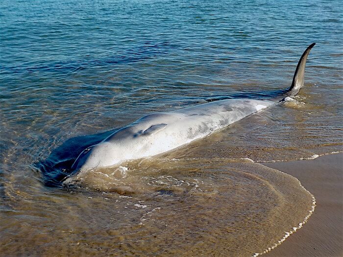 Deep-water denizen stranded in Sept-Îles - Baleines en direct