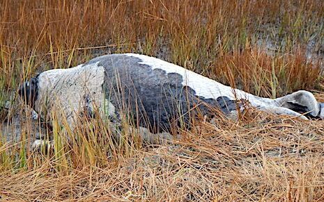Un phoque du Groenland adulte dans les herbes longues