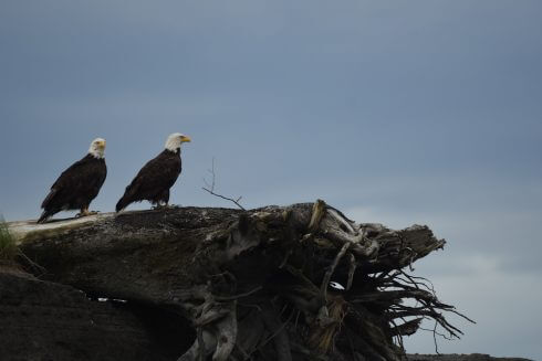 Two bald eagles 