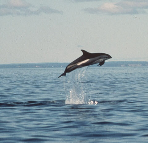 Dauphin à flancs blancs de l'Atlantique - Baleines en direct