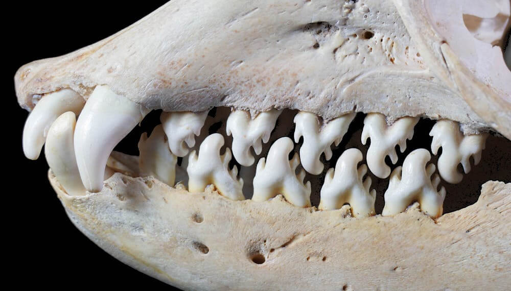 La dentition particulière du phoque crabier lui permettant de se nourrir de krill. 