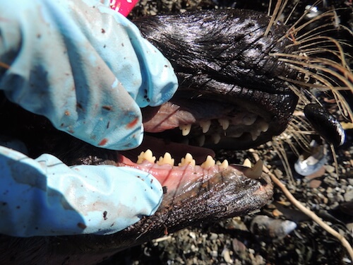Dents de phoque du Groenland 