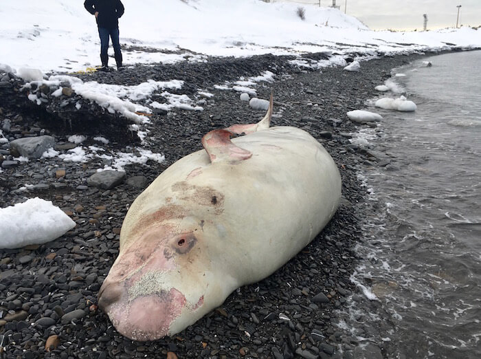 Book of the Dead: Nearly 600 Beluga Carcasses Examined Over Past 40 Years -  Baleines en direct