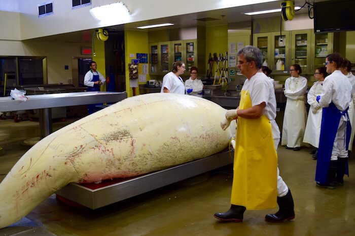 Book of the Dead: Nearly 600 Beluga Carcasses Examined Over Past 40 Years -  Baleines en direct