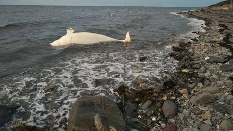 The adult male beluga whale stranded in Baie-des-Sables after drifting off Sainte-Flavie
