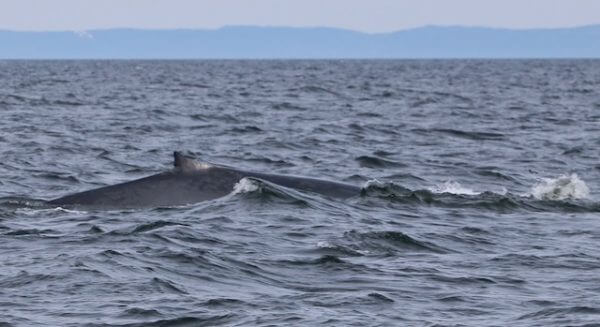 An atypic dorsal fin