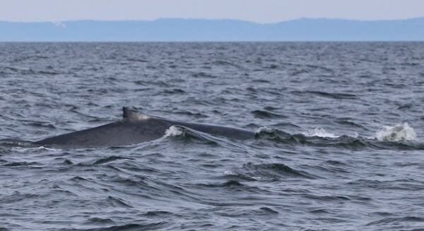 Dos de baleine bleue