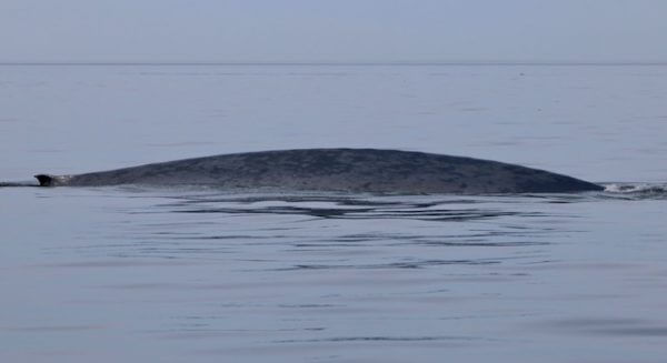 Dos de baleine bleue