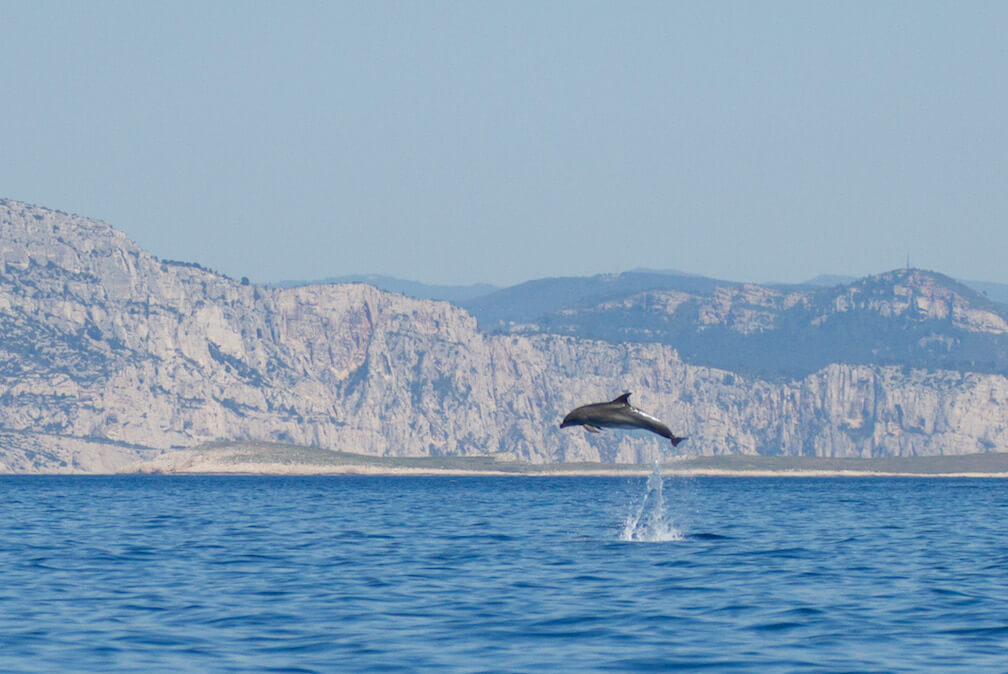 https://baleinesendirect.org/wp-content/uploads/2019/05/Grand-dauphin-dans-les-calanques_Julie-Jourdan-1.jpg