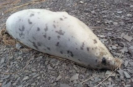 Carcasse de phoque du Groenland juvénile