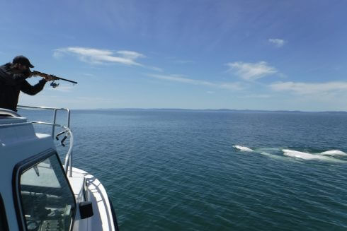 Biopsy sampling on beluga whales.