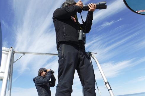 Robert Michaud, directeur scientifique du GREMM, photographie des bélugas tandis que Michel Moisan, derrière, observe le groupe. 