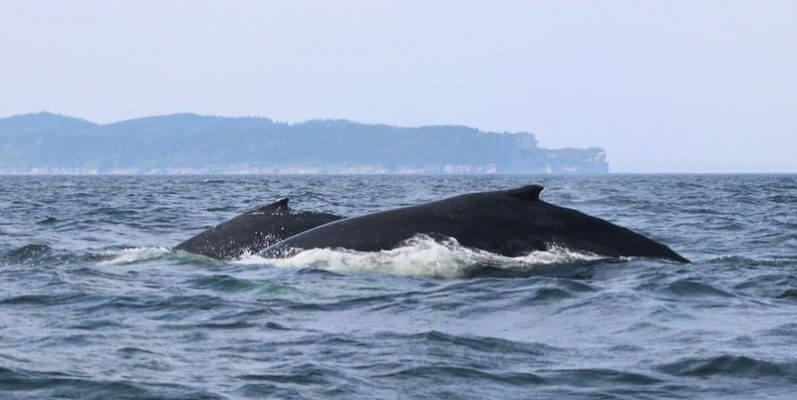 Le rorqual à bosse H753 Bad Chemistry avec son veau