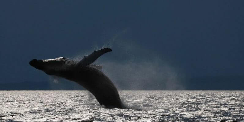 Breach du rorqual à bosse h840.