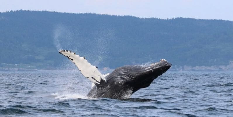 Breach du rorqual à bosse H840