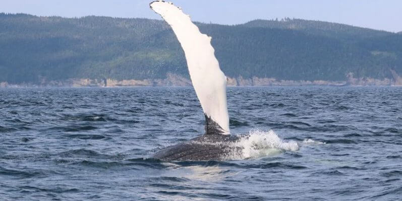 Le rorqual à bosse h840 tappant l'eau de sa pectoral.