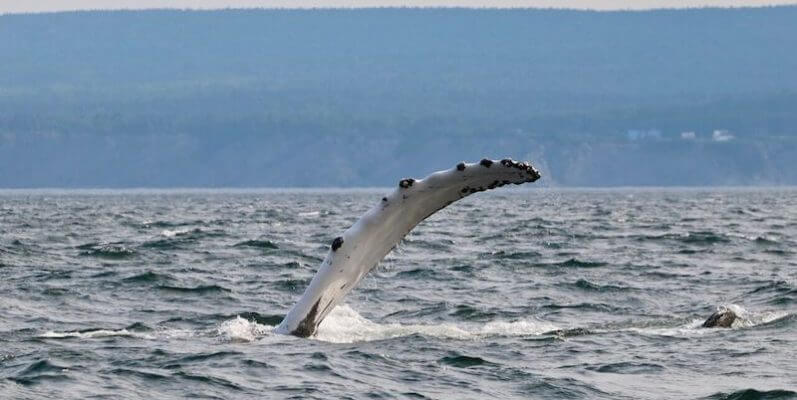 Le rorqual à bosse h840 tappant l'eau de sa pectoral.