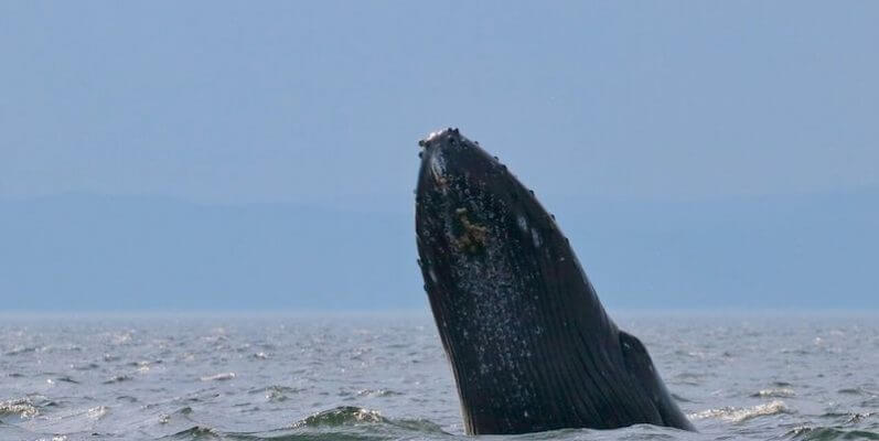 Le rorqual à bosse h840 sortant sa tête de l'eau (spyhopping).