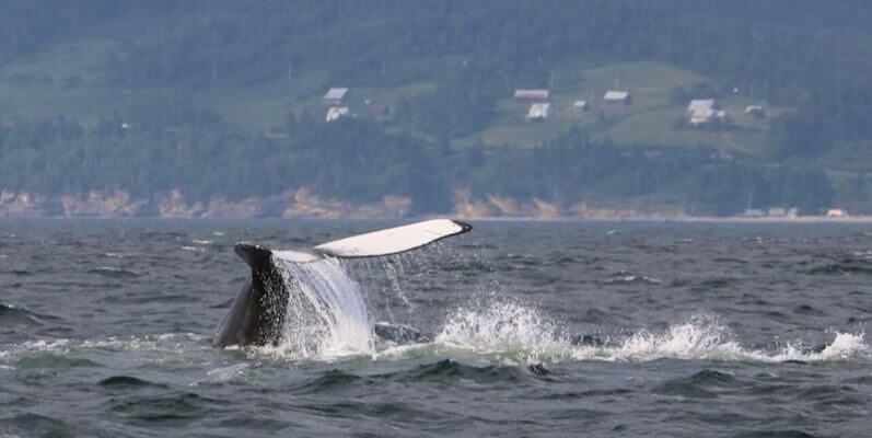 Le rorqual à bosse h840 tappant l'eau de sa queue.