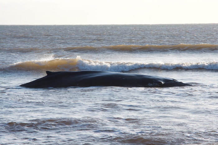 Deep-water denizen stranded in Sept-Îles - Baleines en direct