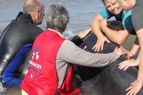 Des bénévoles s'affairant autour d'une carcasse