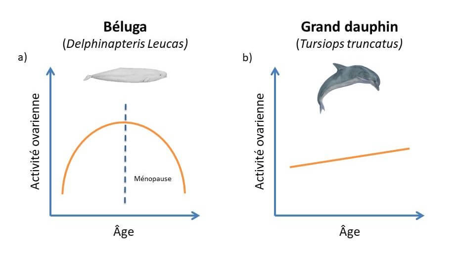 L’activité ovarienne d’une femelle béluga ralentit et cesse au cours de sa vie tandis que l’activité ovarienne d’une femelle grand dauphin varie très peu au cours de la vie. 